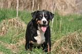 BOUVIER D'APPENZELL 001
